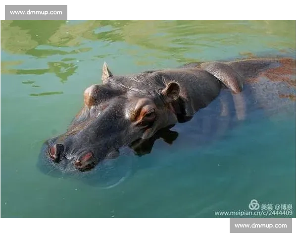 《动物竞技大赛：野生王者之争谁将笑傲森林与草原》